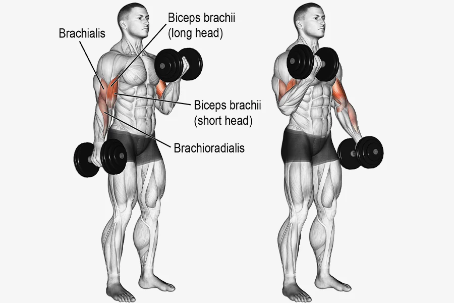 Dumbell Alternating Curl